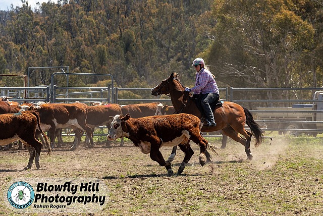 Wulgulmerang Team Penning